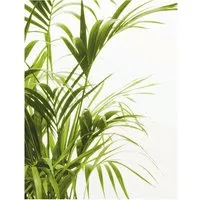 Komar Wandbild Reed Leaves 40 x 50 cm von Komar