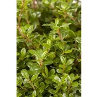 Ilex Crenata Glorie Gem Japanische Stechpalme Kugelförmig 25–30 cm