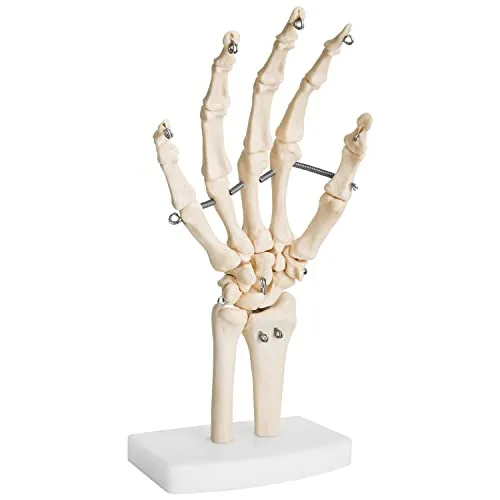 Anatomie Skelett Mensch Modell Lebensgroß Skelett Hand Fingerknochen Anatomisches Knochen Gelenke Modell der Menschlichen Hand mit Beweglichem Gelenken MedMod