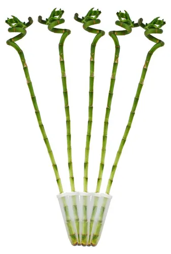 Produktbild 5er Set Glücksbambus 'Lucky Bamboo' spiralförmig im Röhrchen Dracaena Sanderiana ca. 40 cm hoch