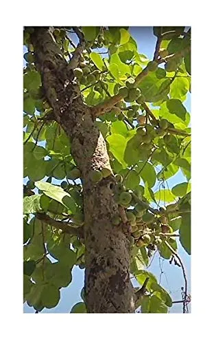 Stk - 10x Ficus auriculata Baum Garten Pflanzen - Samen B1491 - Seeds & Plants Shop by Ipsa