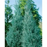 Juniperus Virginiana Burkii Rot-Zeder 50–60 cm - Sträucher - Der winterharte Wacholder begeistert mit silbrig-blauen Nadeln, die winterlich purpurn schimmern. Ideal für Hecken, Windschutz oder als Solitärpflanze.