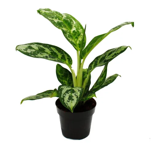 Exotenherz Zimmerpflanze Aglaonema Buntblättriger Kolbenfaden Ausgefallene Sorten 12cm