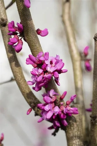 Cercis canadensis Oklahoma – Kanadischer Judasbaum, 1 St. - Der Amerikanische Judasbaum ‘Oklahoma’ begeistert mit purpurrosa Blüten im Frühjahr und glänzendem, herzförmigem Laub. Ideal als Solitär oder in Gruppen, sorgt er für stilvolle Akzente in jedem Garten.