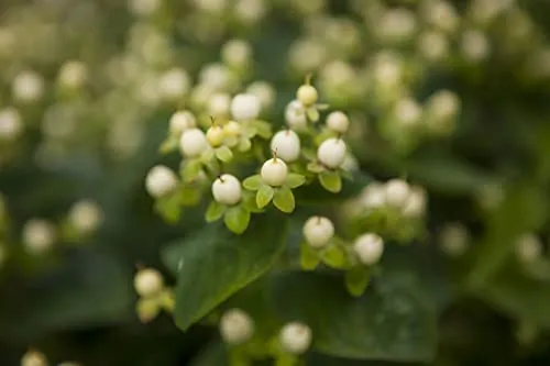 Hypericum inodorum 'Magical White' 20–30 cm – Winterhart, Mehrjährig, Pflegeleicht – Johanniskraut – Zierstrauch für Beet & Kübel