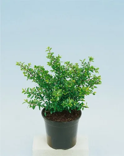 Pflanzen für Dich Gehölze Ilex cren. Ellipta Convex, 1 St. - Japanische Stechpalme - Die Japanische Stechpalme 'Ellipta Convex' ist ein immergrüner Zierstrauch mit feinem Laub und kompakter Wuchsform. Ideal für Hecken und Kübel, sorgt sie ganzjährig für grüne Akzente in Ihrem Garten.