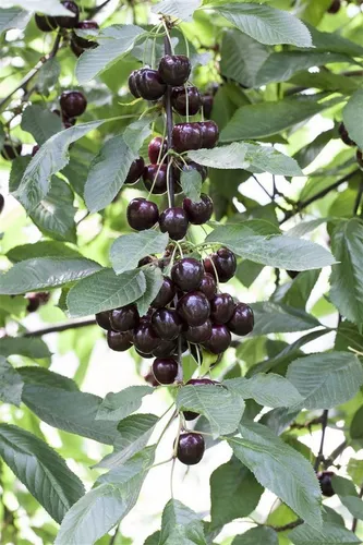 Zwergobst 40 cm Stammhöhe - Kompakte Obstbäume für Terrassen - Obstsamen & -pflanzen: Pflegeleichte, winterharte Obstbäume mit 40 cm Stammhöhe, ideal für kleine Gärten oder Balkone. Frisches Obst direkt vom Balkon, benötigt wenig Platz.