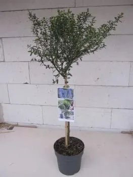 Ceanothus thyrsifolius Concha von Baumschule
