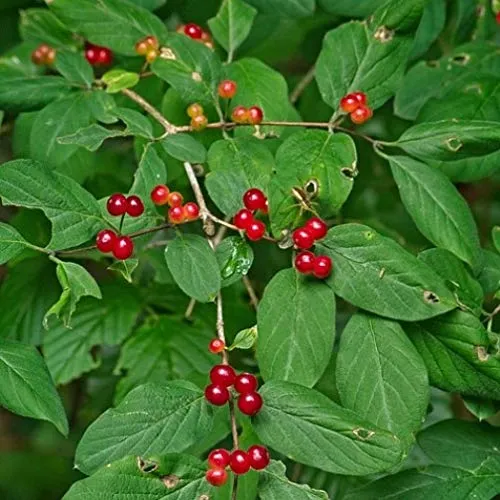 Gewöhnliche Rote Heckenkirsche Lonicera xylosteum Wildstrauch Bienenweide 60-80 cm im 2 Liter Topf