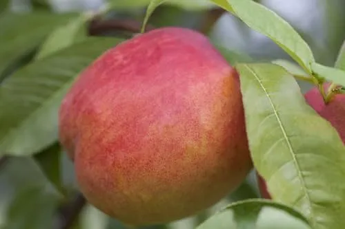 Zwergnektarine 'CAC' 60 cm - Selbstfruchtend mit rosa Blüten - Obstsamen & -pflanzen: Kompakte, pflegeleichte Zwergnektarine mit süßen Früchten, ideal für Kübel und kleine Gärten. Winterhart und resistent gegen Schädlinge, perfekt für Balkon und Terrasse.
