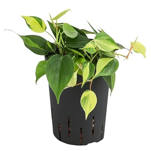 Dehner Baumfreund, Philodendron scandens, in Hydrokultur, 30 cm inkl. Pflanztopf, Ø Topf 15 cm, Zimmerpflanze