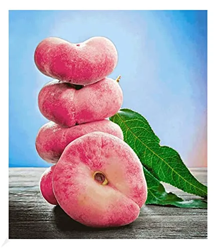 BALDUR Garten Teller-Pfirsich 'PlatiforTWO®' von BALDUR-Garten