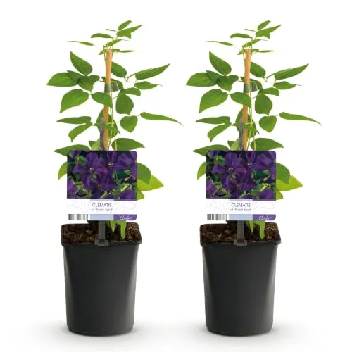 GreenboutiQ