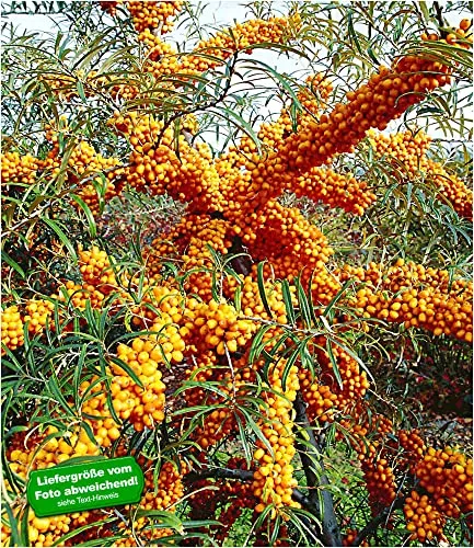 BALDUR Garten 1x Sanddorn Busch 'Orange Energy®' weiblich, Pflanze im 9x9 cm-Topf, Hippophae rhamnoides, attraktiver Zierstrauch, schmackhafte Beeren, Vitaminlieferant, winterhart, pflegeleicht
