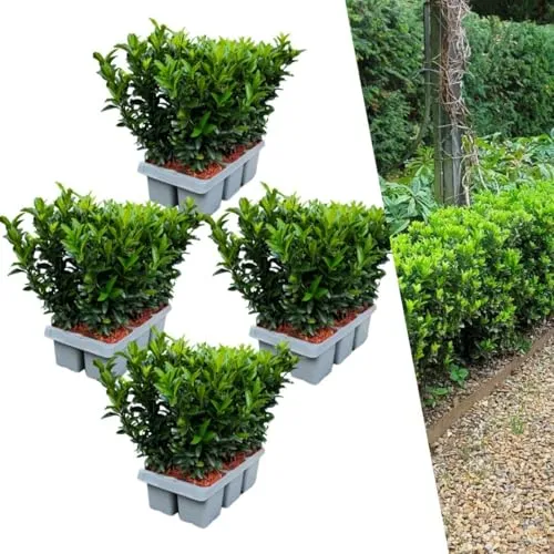 Plants by Frank | 24 Grüne Spindelstrauch Heckenpflanzen | Euonymus japonicus 'Green Spire' | Buchsbaum ersatz | winterharten Heckenpflanzen | Immergrüne Hecke