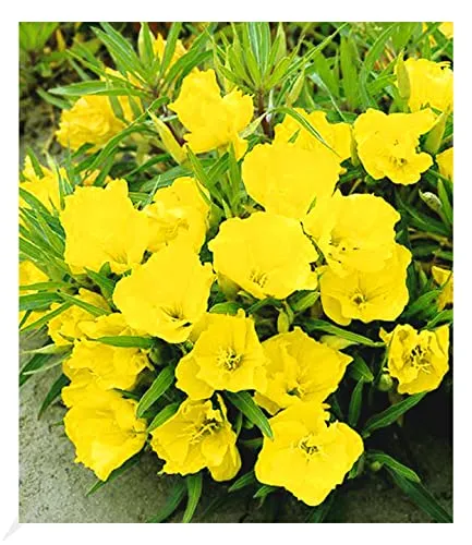 BALDUR Garten Nachtkerze, 3 Pflanzen Oenothera macrocarpa winterhart Blütenstaude, winterharte Staude, trockenresistent, mehrjährig, bienenfreundlich und schmetterlingsfreundlich, blühend