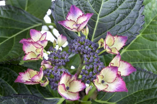 Produktbild Hydrangea Mac. Bauernhortensie Dark Angel