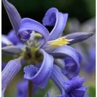 Staudenclematis Cote d Azur