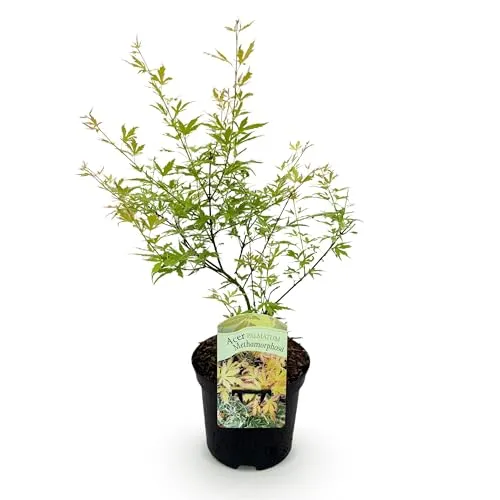GreenboutiQ - Balkonpflanze - Japanischer Ahorn - Acer palmatum Methamorphosa - Grün - 1 Pflanze - Laubabwerfend - Topf 19cm Höhe 70cm