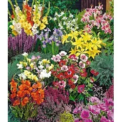 BALDUR Garten Sommerblüher Spar-Paket – 100 pflegeleichte Zwiebeln im bunten Mix