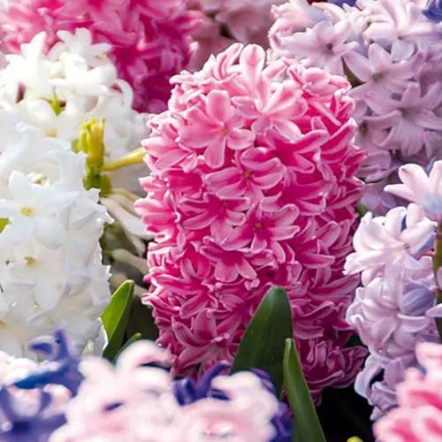 Bloomique - 10er-Mix - Hyacinthus - Hyazinthe - Farbmischung - Blumenzwiebeln - Frühlingsblüte - mehrjährige Pflanzen - wird bis zu 20-25 cm groß