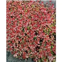 Sedum Spurium Schorbuser Blut Teppichsedum Rot Ca. 9x9 cm Topf