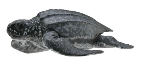 Leatherback-Schildkröte