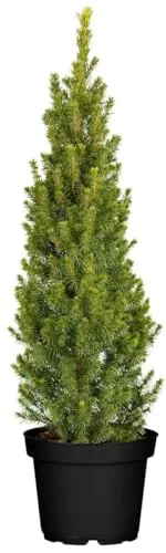 Picea glauca 'Conica' – Pflegeleichte Zuckerhutfichte für Garten & Kübel