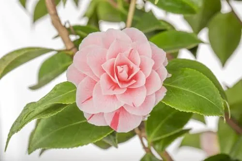 Camellia japonica 'Bonomiana' 30-40 cm - Kamelie, rosa-weiße Blüten, Blütezeit Februar-April, ideal für Kübel, immergrün, pflegeleicht