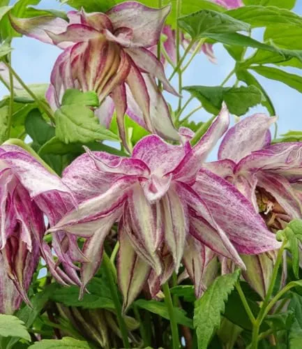 BALDUR Garten Clematis 'Pink Surprise®' im 9x9 cm-Topf - Attraktive mehrjährige Kletterpflanze mit gefüllten Blüten, pflegeleicht und bienenfreundlich. Ideal für Spaliere, Zäune und Obelisken. Blütezeit von April bis Juni.