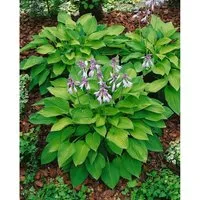 Hosta X Fortunei Hyacinthina Funkie Ca. 11x11 cm Topf