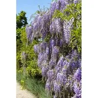 Wisteria floribunda