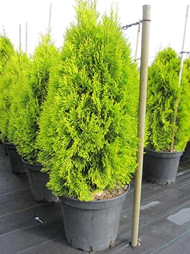 Thuja occidentalis Golden Smaragd ® von Baumschule