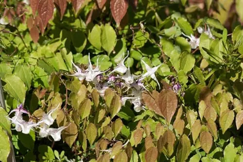 Epimedium grandiflorum 'Akebono', Elfenblume in rosa - Pflanzensamen: Die pflegeleichte Elfenblume 'Akebono' begeistert mit zarten rosa-weißen Blüten und bronzefarbenen Blättern im Herbst – perfekt für jeden Garten!