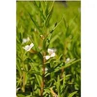 Gratiola Officinalis Gottesgnadenkraut Ca. 9x9 cm Topf