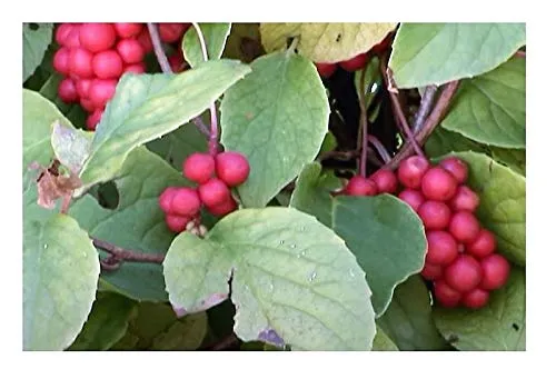Stk - 20x Wu Wei Zi Beere Schisandra chinensis Beerentraube Samen A421 - Seeds & Plants Shop by Ipsa