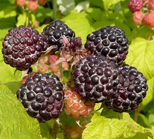 Schwarze Himbeere `Black Jewel´, 60-80cm im Topf