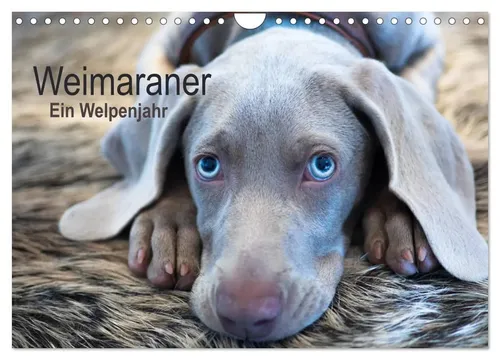 Ira Kaltenegger | Weimaraner