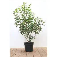 Produktbild Prunus,usitanica 'Angustifolia' 40-60 cm