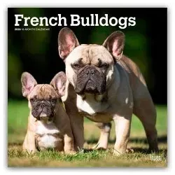 French Bulldogs - Französische Bulldogge 2026 - 16-Monatskalender