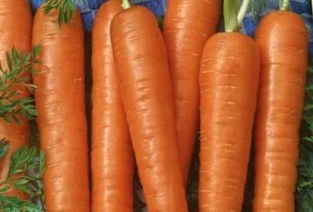 Stk - 350x Karotte Resistafly F1 Daucus carota Gemüse Pflanzen - Samen K526 - Seeds & Plants Shop by Ipsa