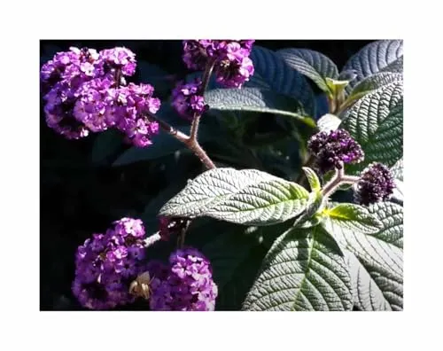 Saatgut Vanilleblume Marine Garten Pflanzen - Samen F-S463 - Seeds & Plants Shop by Ipsa 0,1 g