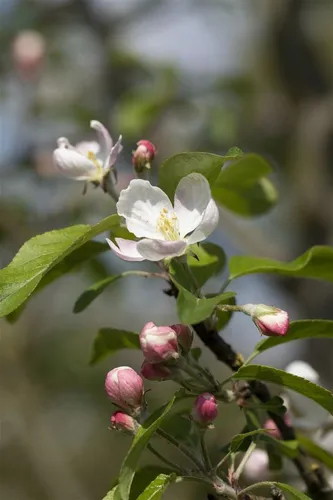 Malus 'Gloster 69' Apfelbaum - 40 cm Stammhöhe, rote Früchte - Obstsamen & -pflanzen: Saftige rote Äpfel mit süß-säuerlichem Geschmack, ideal für Obstgärten und kalte Klimazonen. Pflegeleicht und winterhart bis -20 °C.