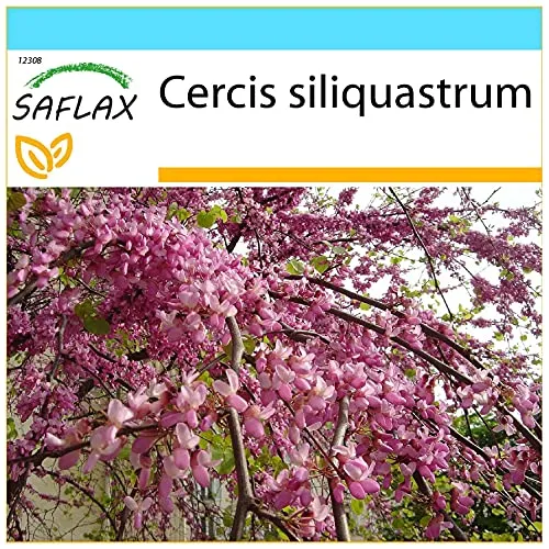 SAFLAX - Geschenk Set - Liebesbaum/Herzbaum - 60 Samen - Mit Geschenk- / Versandbox, Versandaufkleber, Geschenkkarte und Anzuchtsubstrat - Cercis siliquastrum