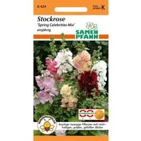 SAMEN PFANN Stockrose Spring Celebrities Mix