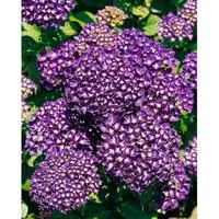 Bauernhortensie Hamburg 30-40 cm – Hydrangea Macrophylla