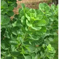 Perückenstrauch 40-60cm - Cotinus coggygria