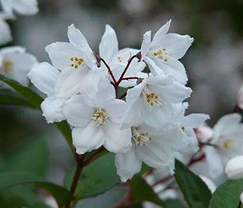 Prächtige Deutzie, Weiß - Großartiger Blühstrauch - Ziergehölz mit schneeweißen Blüten und lieblichem Duft, ideal für sonnige Standorte und vielfältige Gartenarrangements.