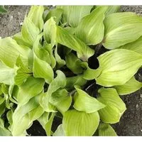 Produktbild Funkie One Mans Treasure - Hosta Hybrid