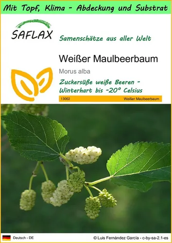 SAFLAX Blumensamen SAFLAX - Garden to go - Weißer Maulbeerbaum